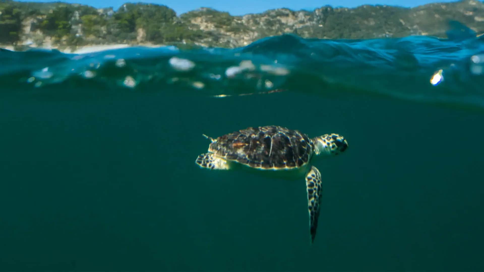Landscape  Turtle Release