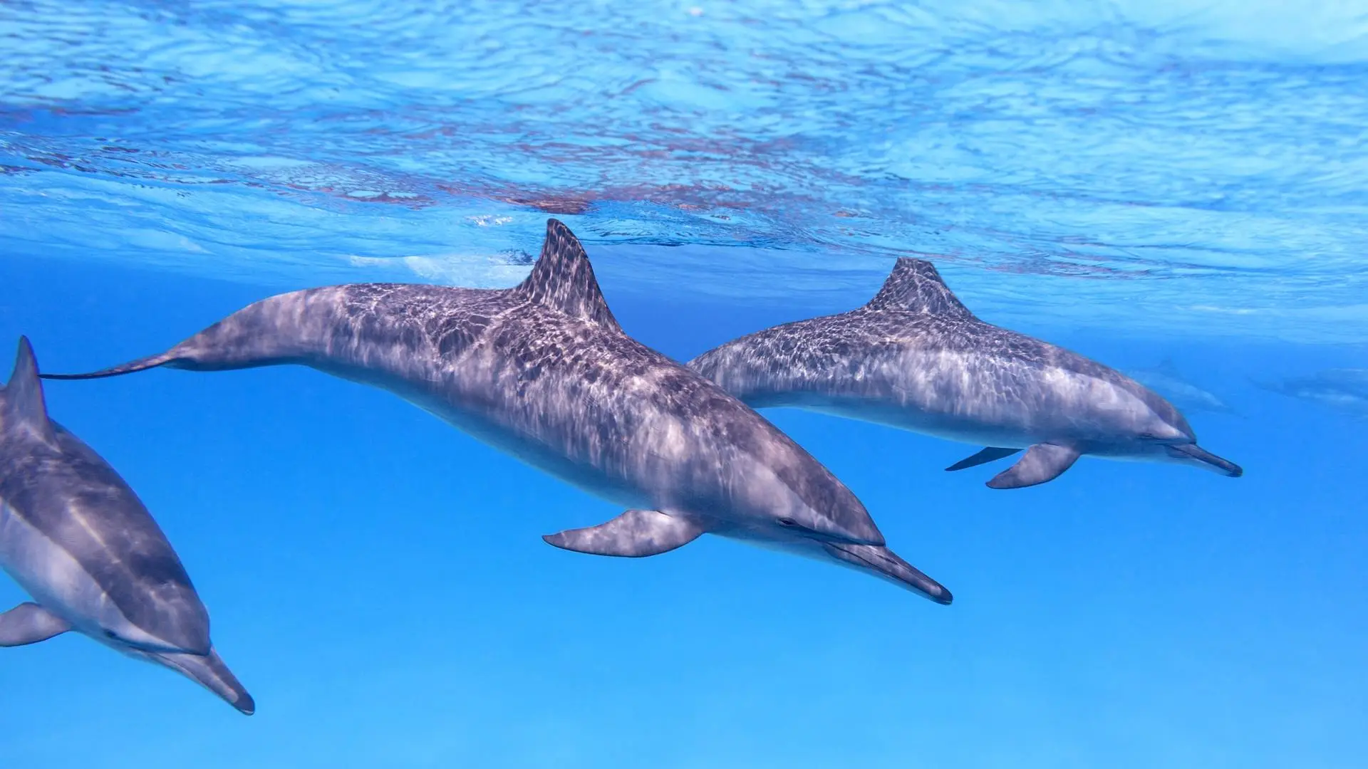 Group of dolphins underneath the water