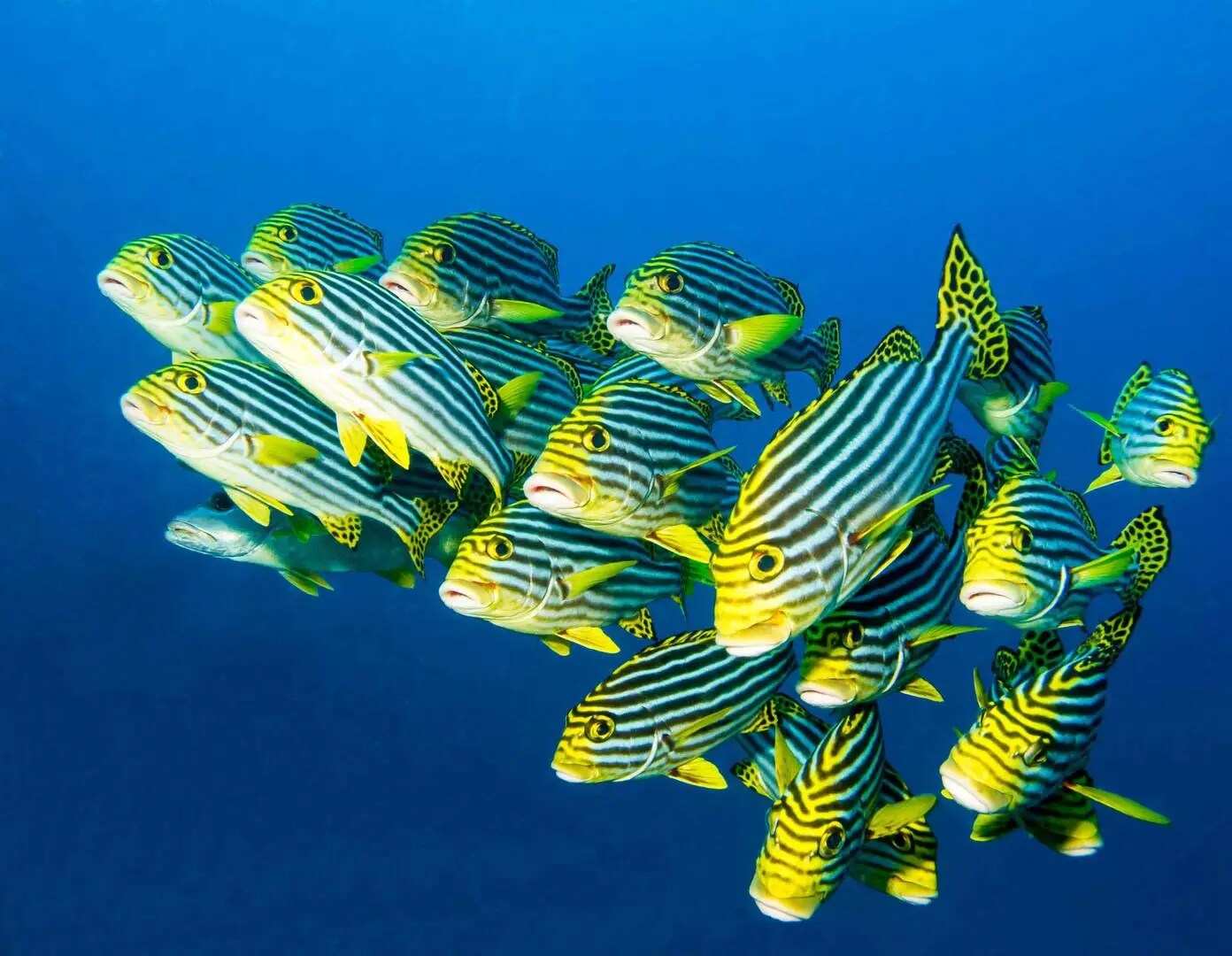 Oriental sweetlips