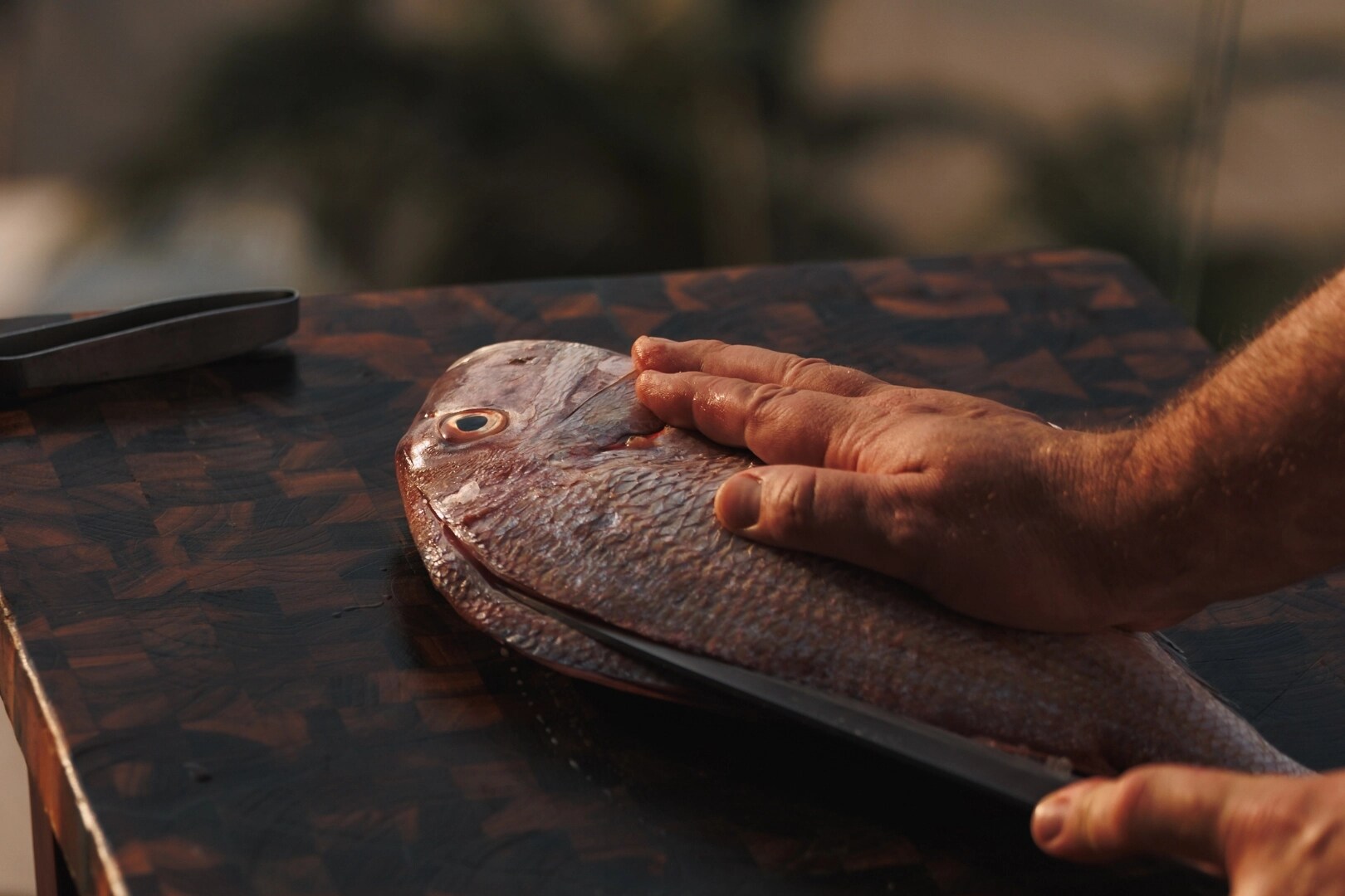 Jumeirah Muscat Bay_Detail_Fish.jpg