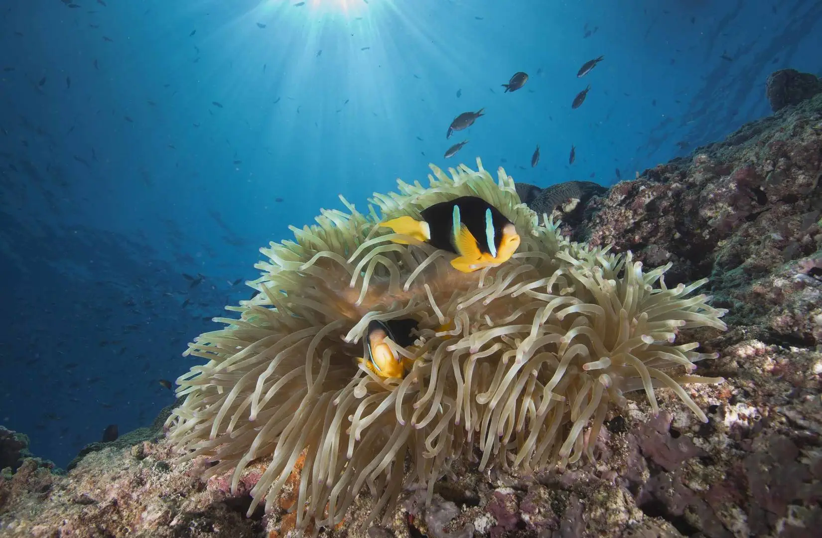 A fish swimming in a reef near Daymaniyat