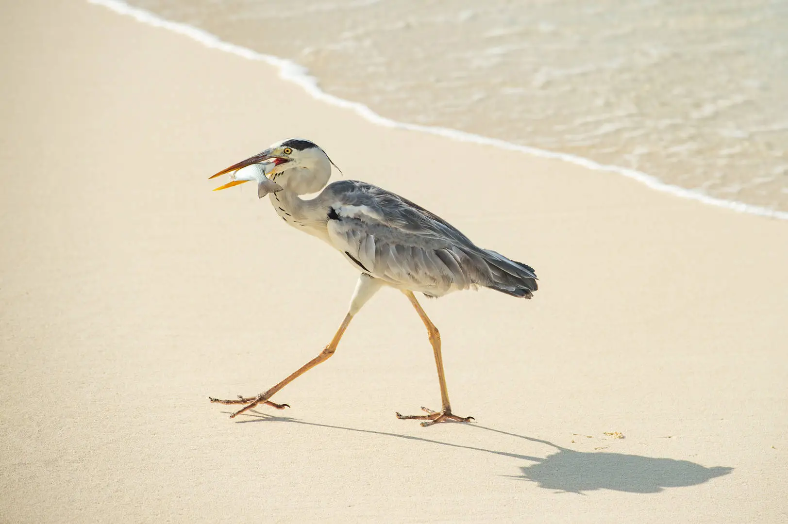 Grey Heron