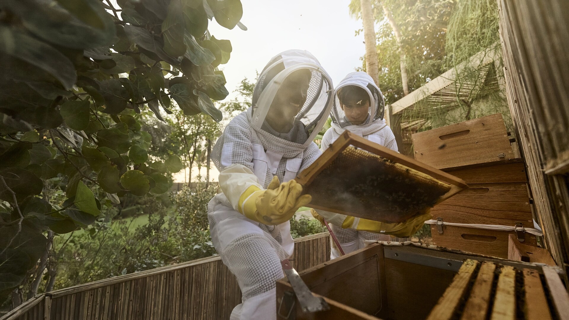 Jumeirah Eco Village_Bee Hive_Bee Observation.jpg
