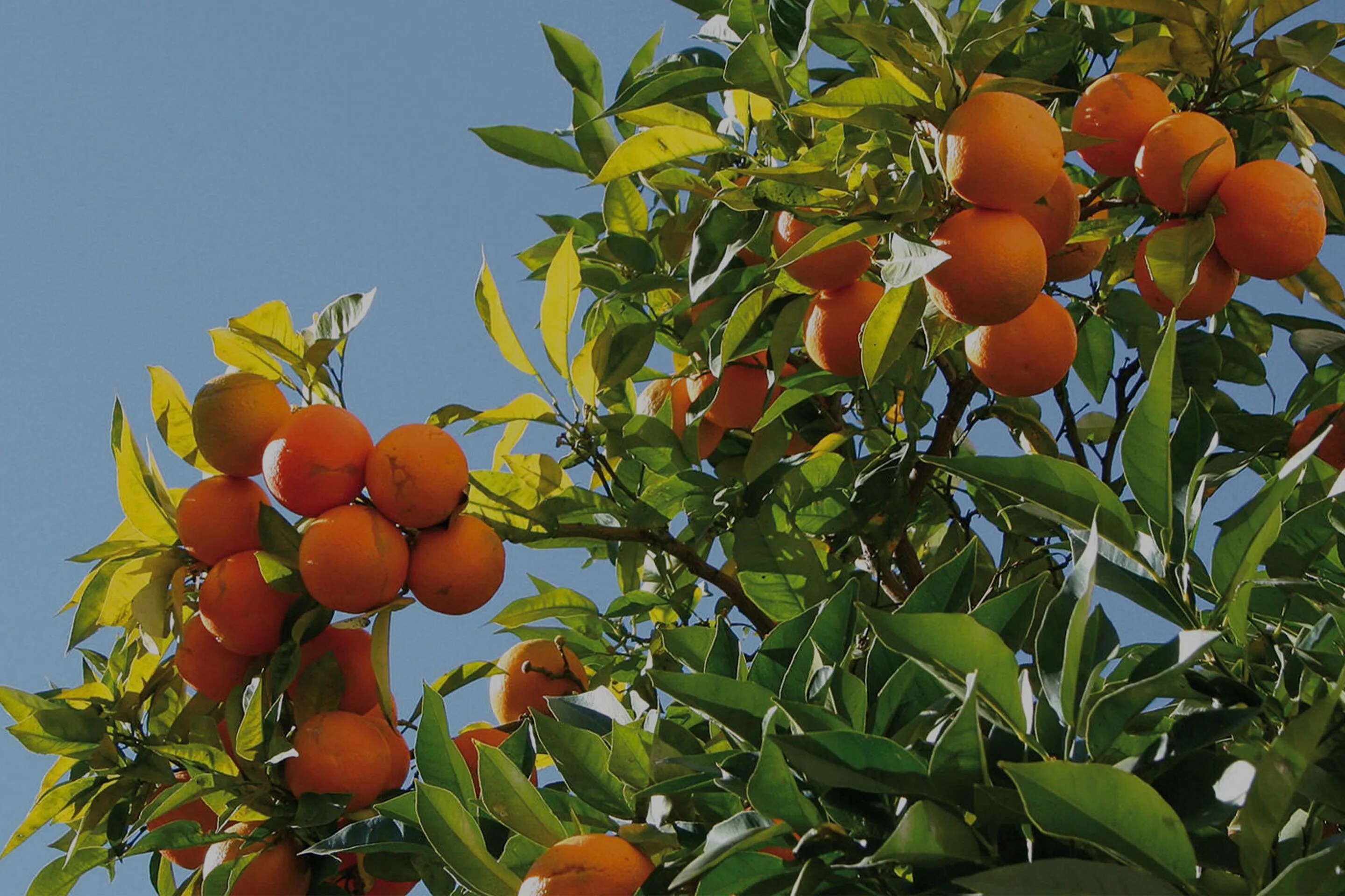 Orange tree closeup