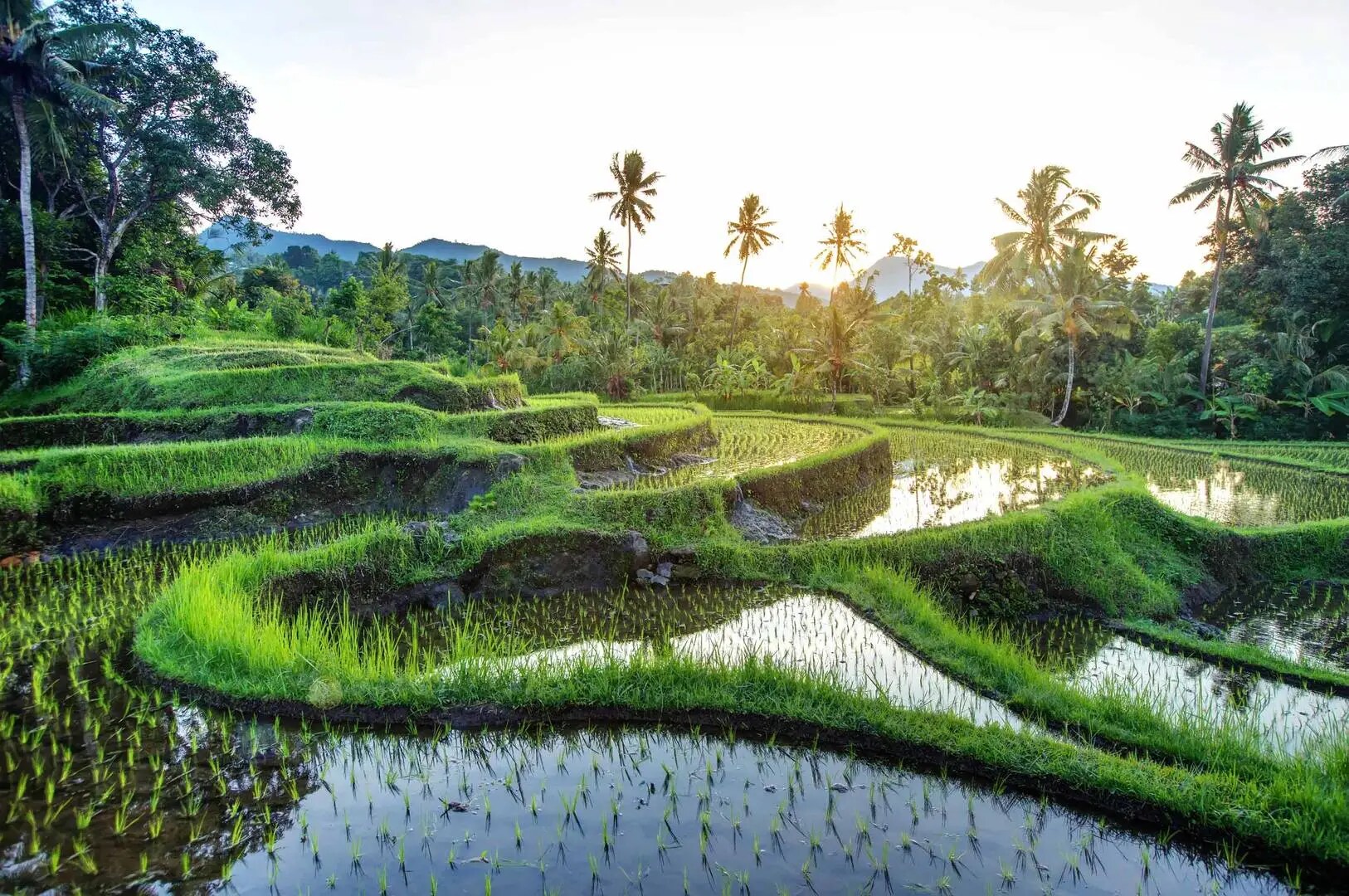 Bali rice paddies