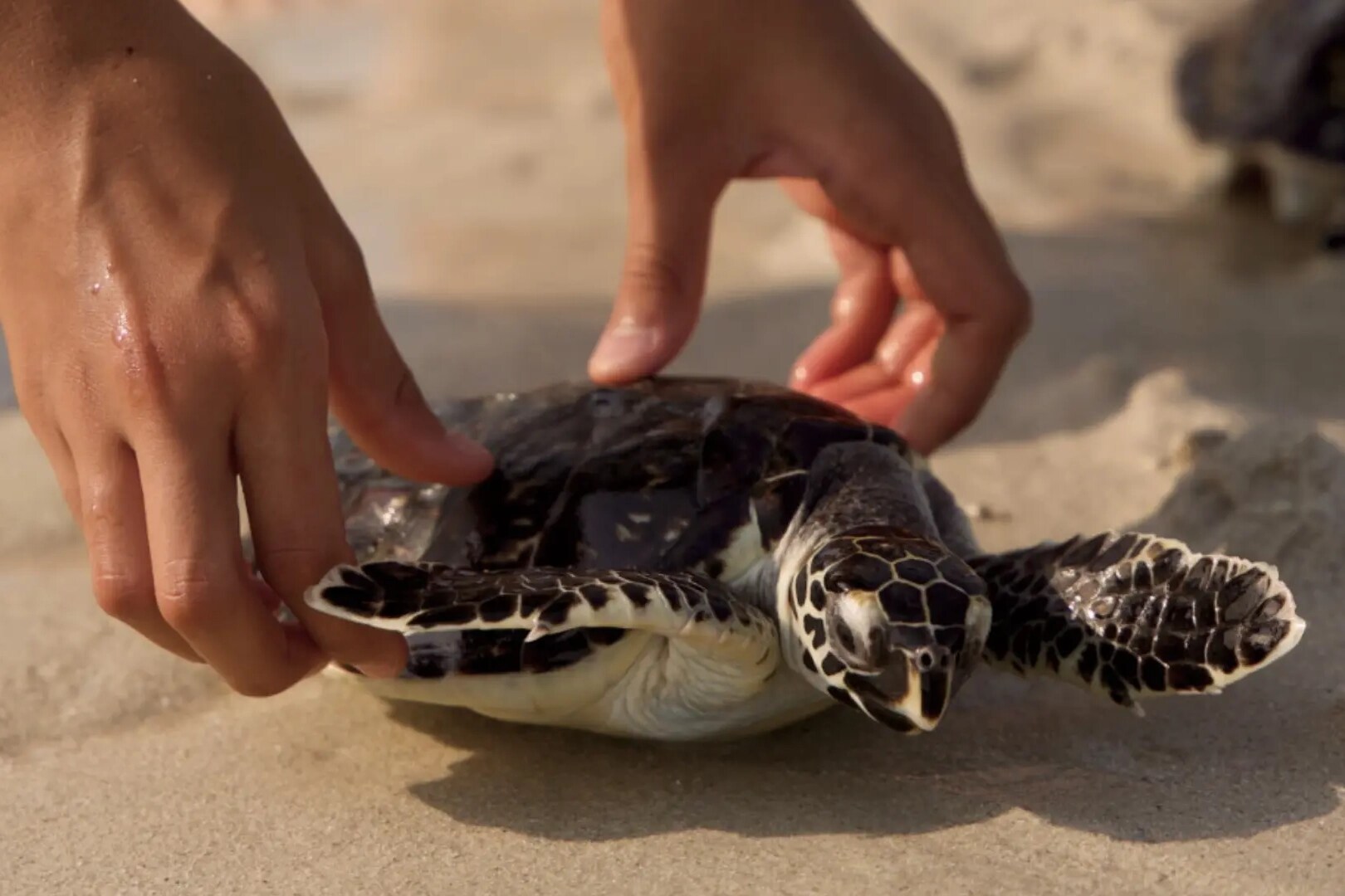 Jumeirah Al Naseem_Sea Turtle Release.png