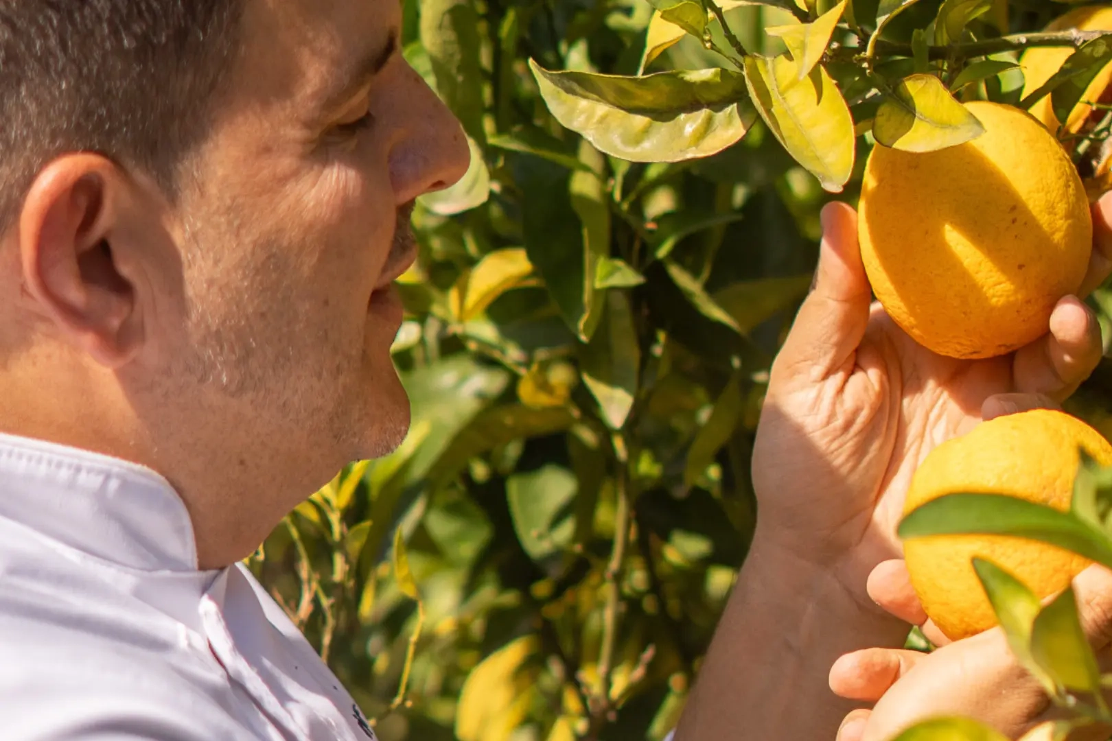 Jumeirah Mallorca Lemons.png