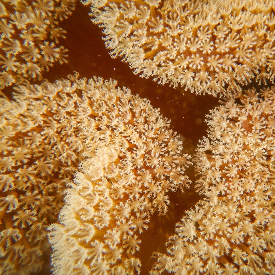 Jumeirah Thanda Island_Activities_Coral