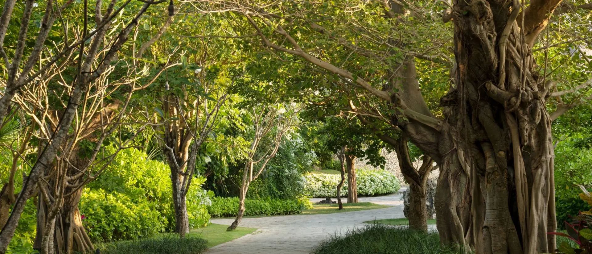 JBA_stories_bodhi trees_5