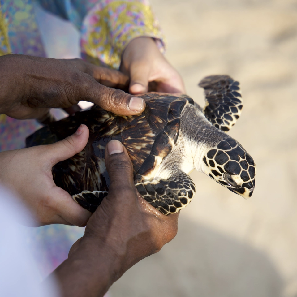 Jumeirah Al Naseem_World Sea Turtle Day_Holding Turtles