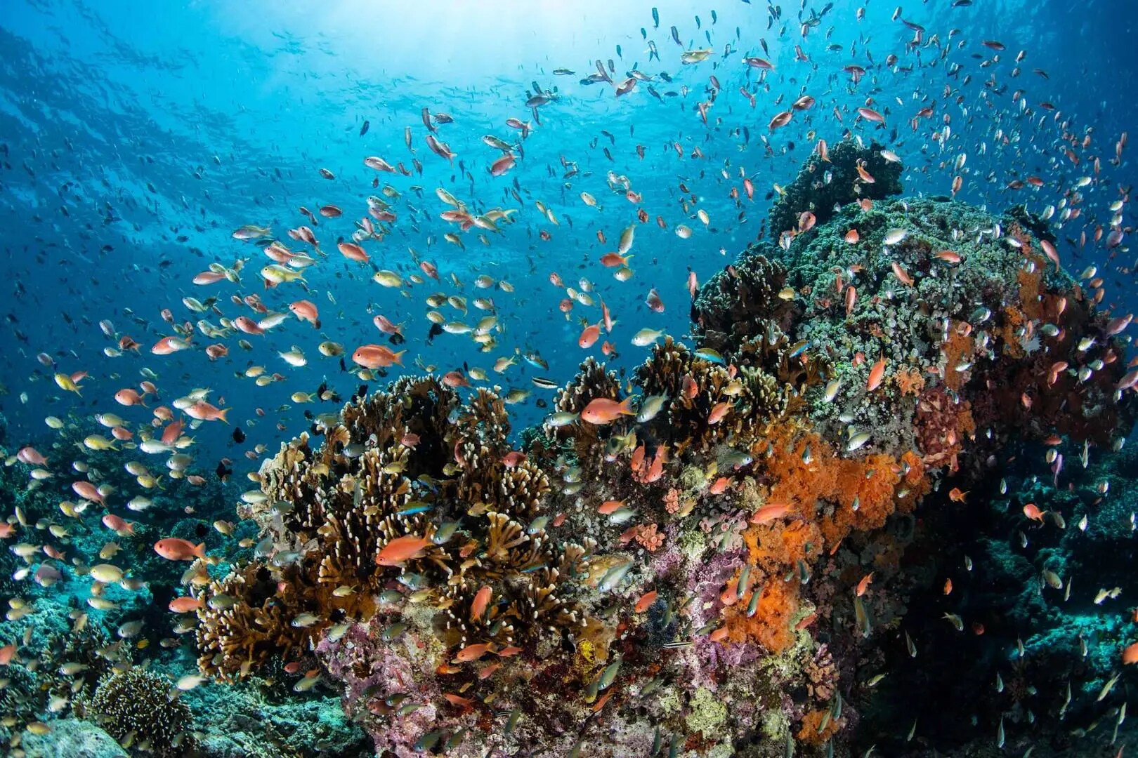 A coral reef in Bali