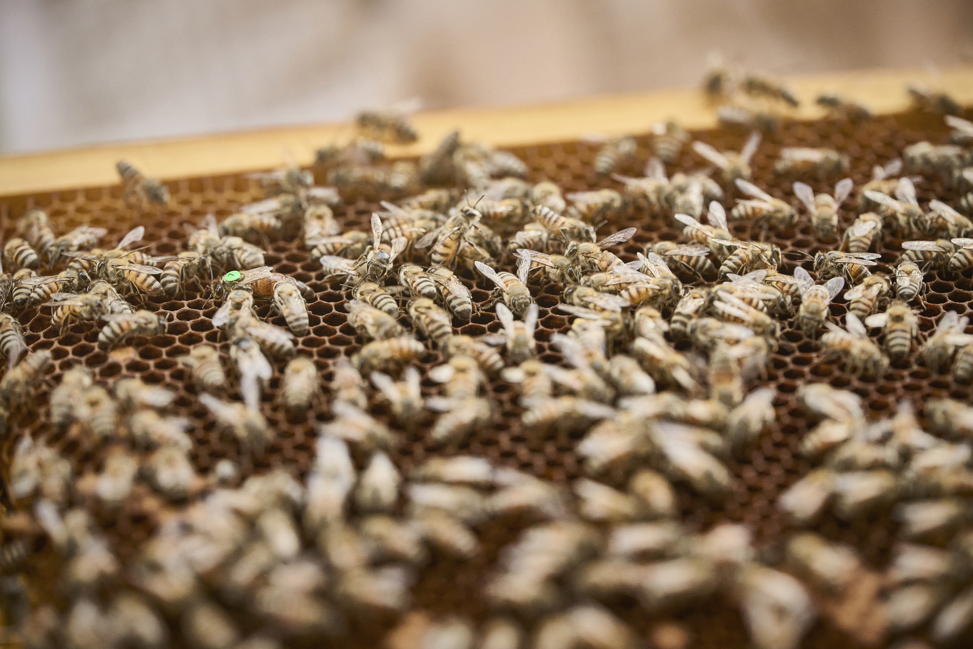 Beehive and Pollination