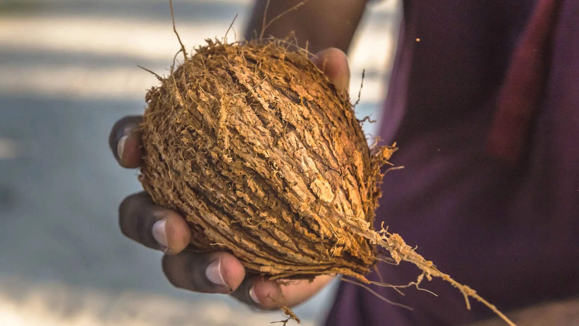 nut maldivian coconut oil 
