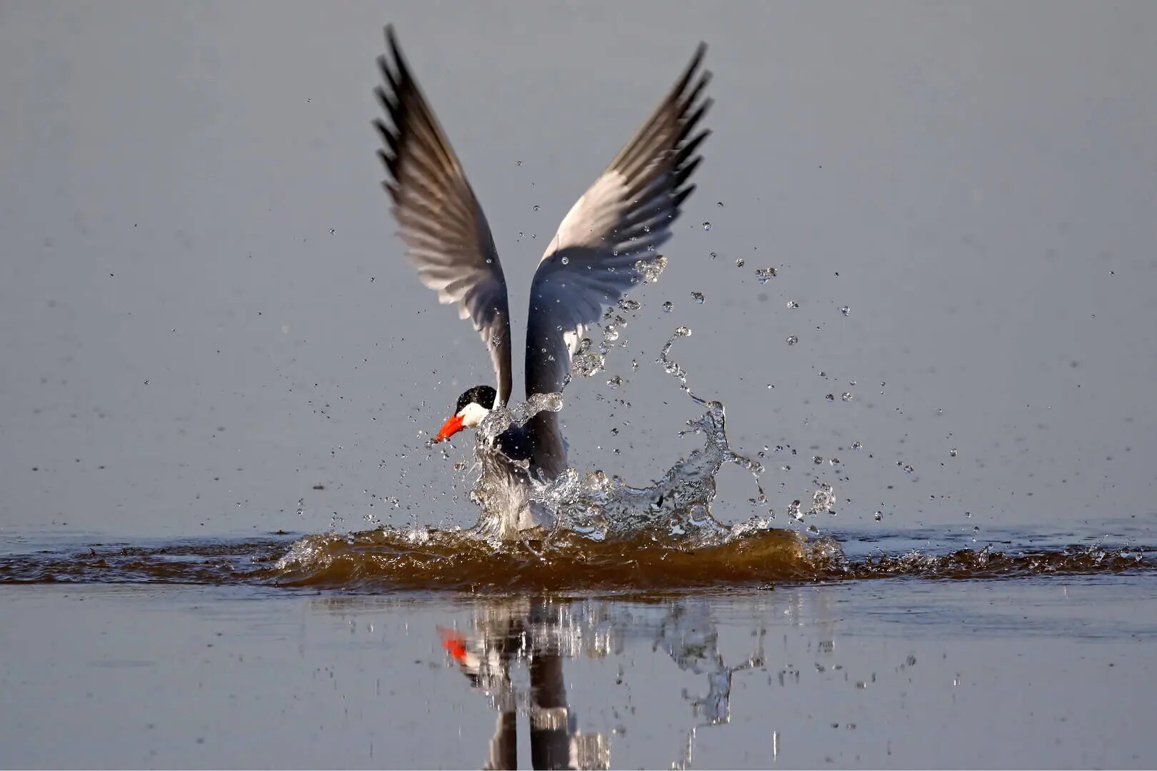 Caspian Tern Jumeirah Messilah Beach Hotel and Resort