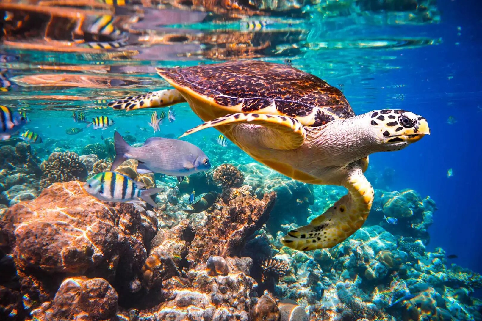 Hawksbill turtle in coral