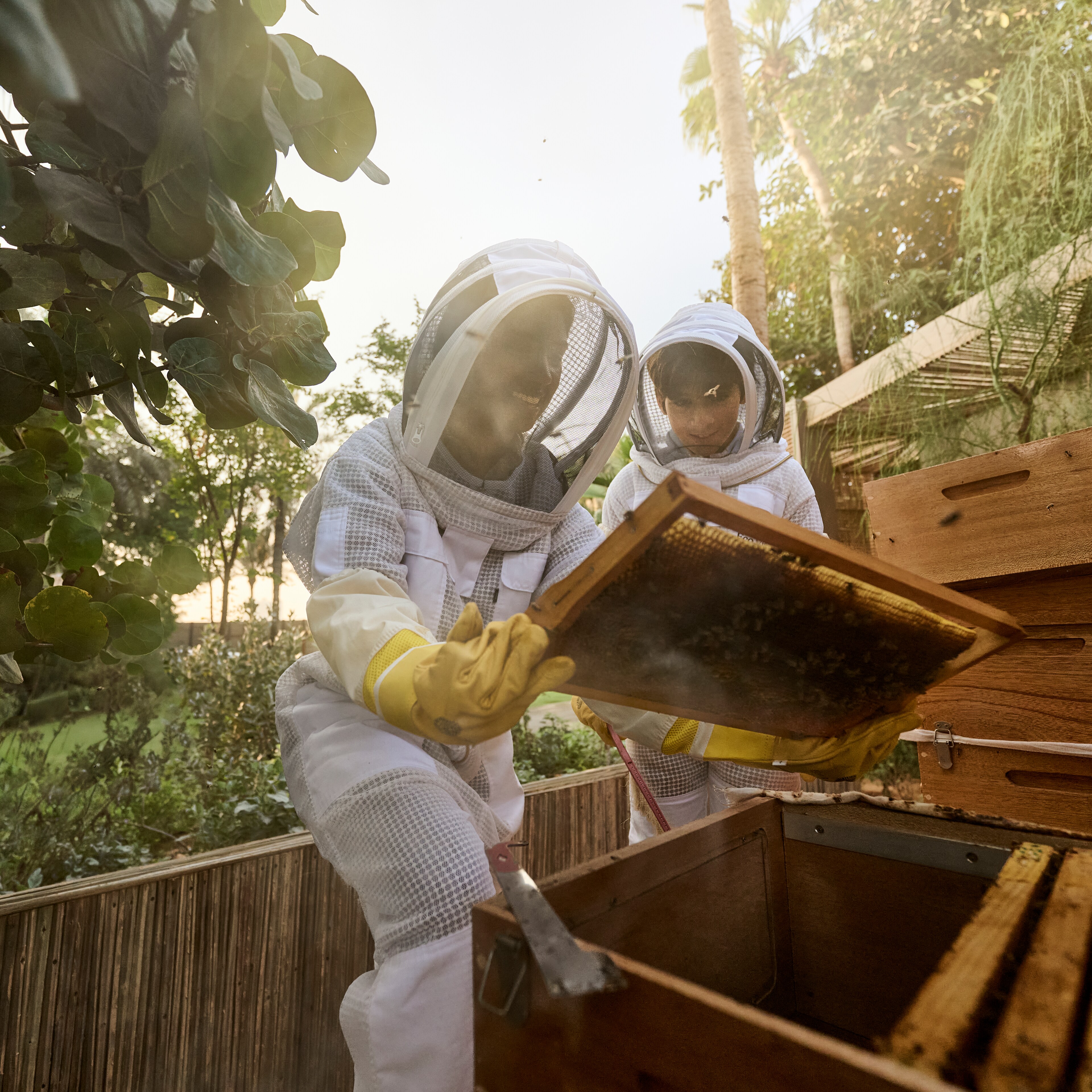 Jumeirah Eco Village_Bee Hive_Bee Observation.jpg