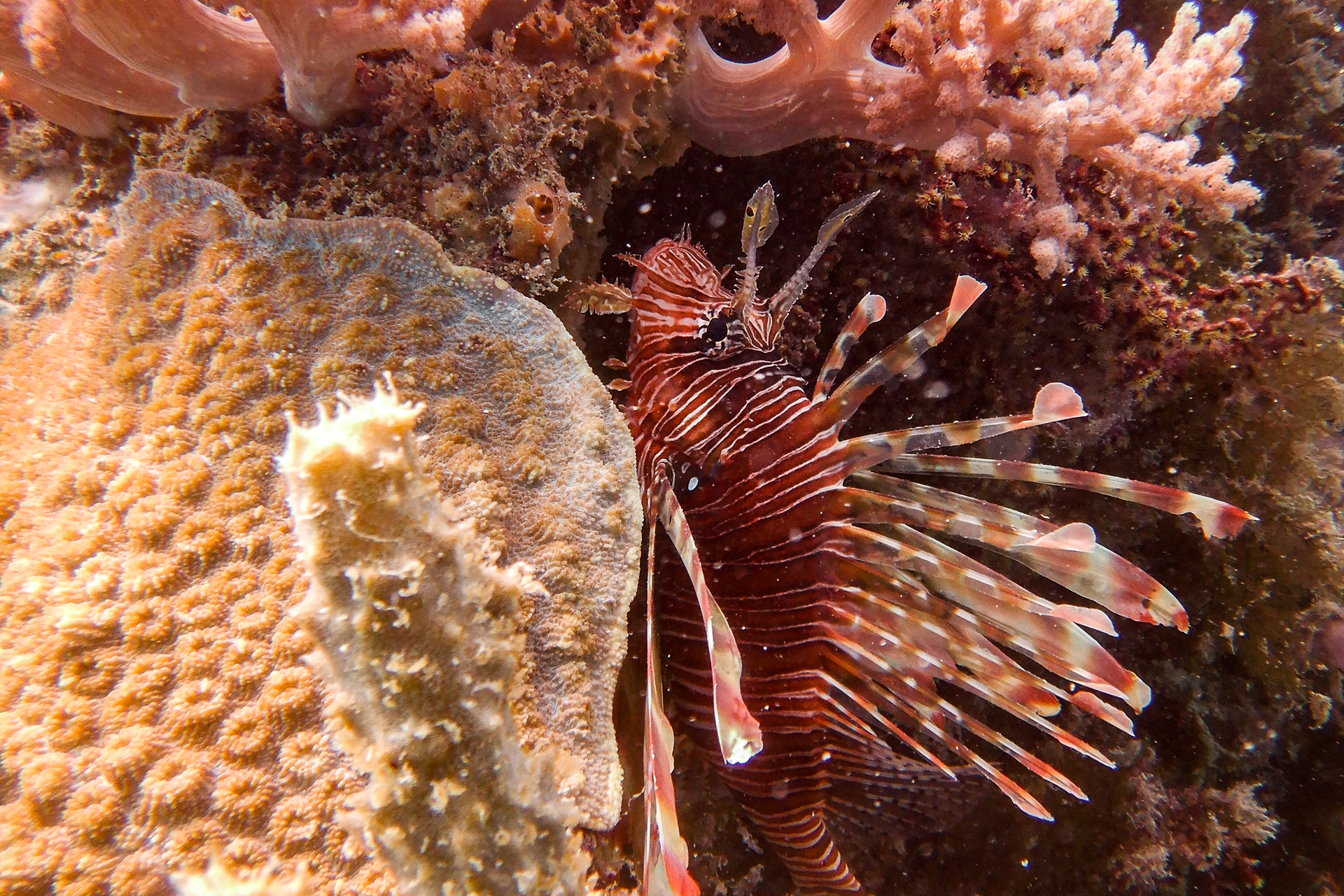  Biodiversity and Marine Conservation