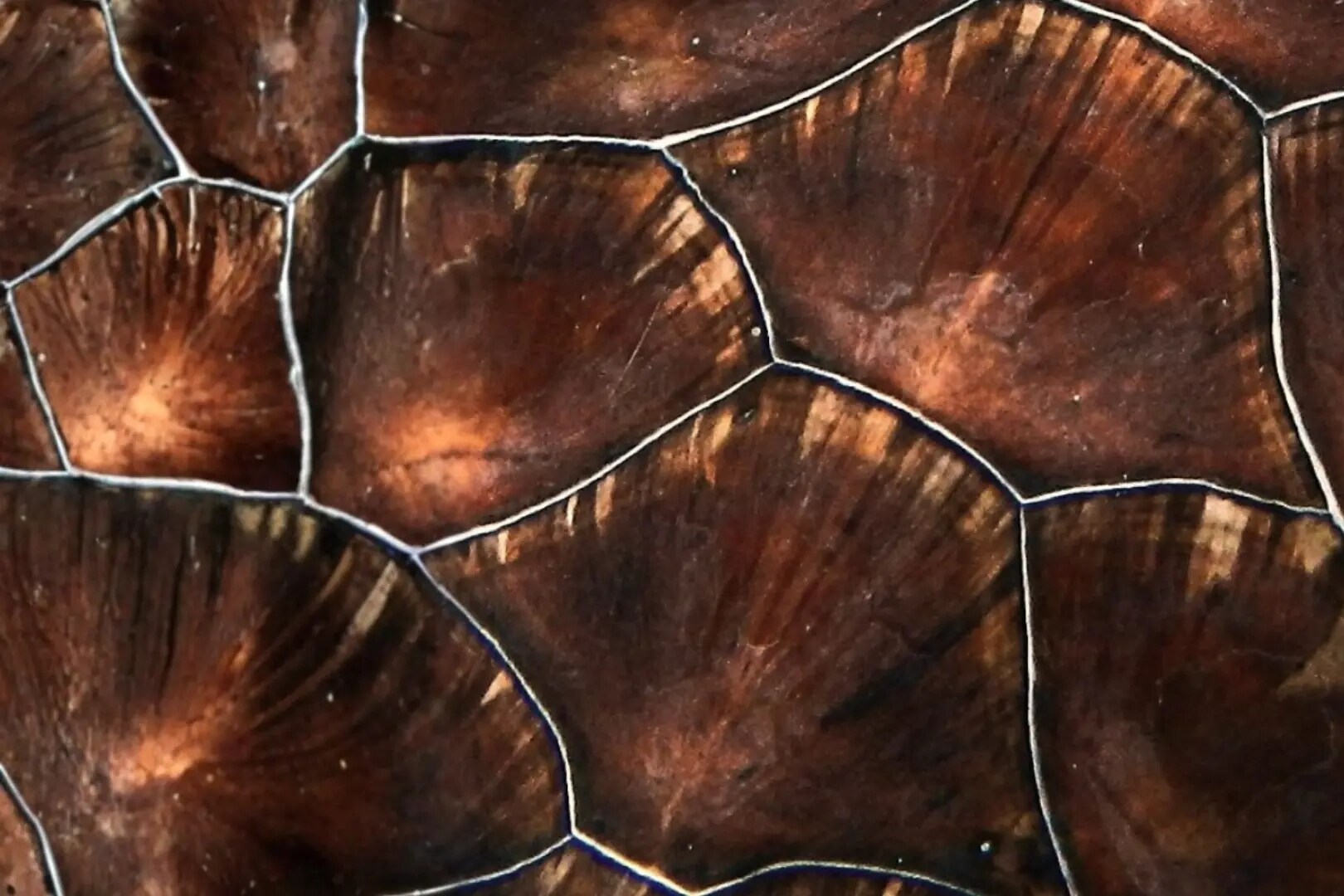Jumeirah Al Naseem_Sea Turtle Shell.png