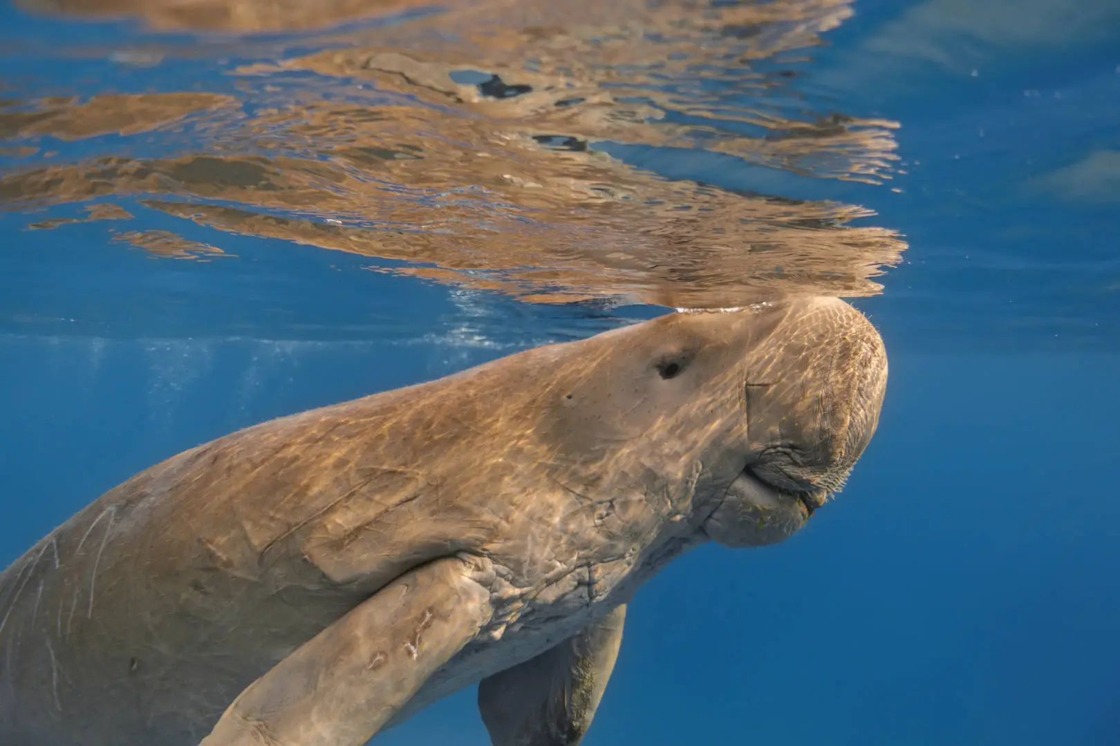 Dugon Sea Cow