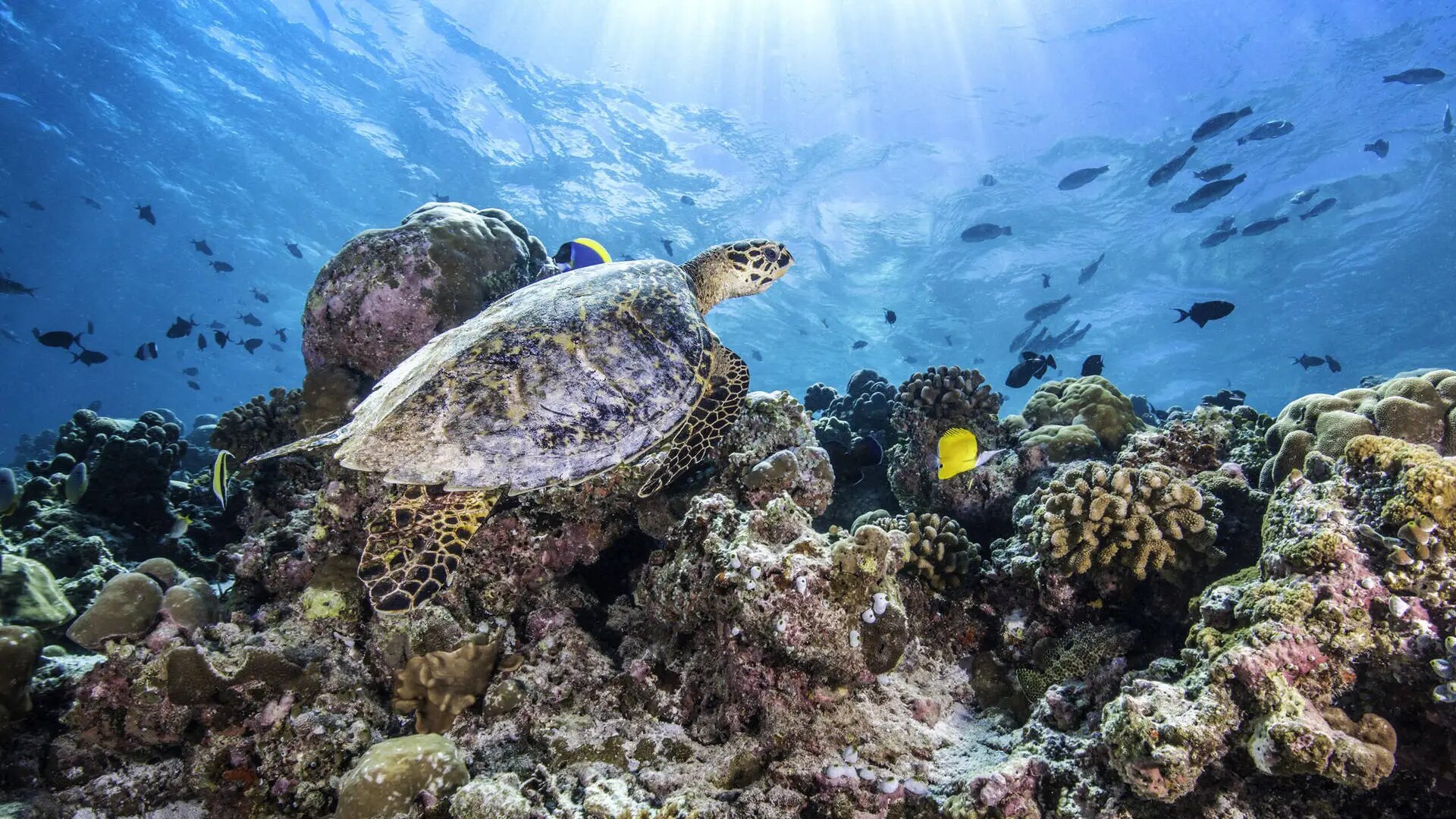 Turtle Maldives
