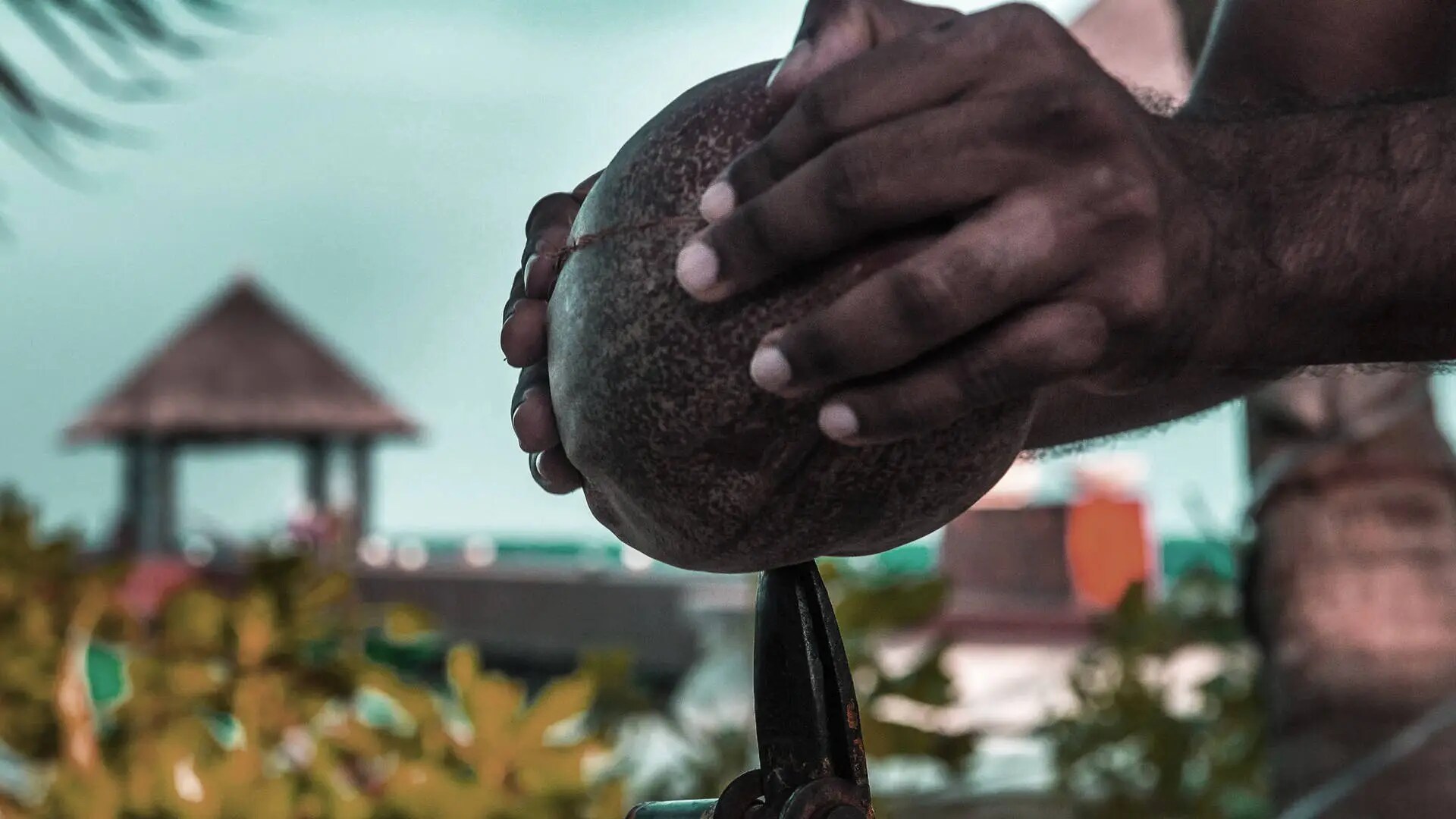 coconut maldivian coconut oil